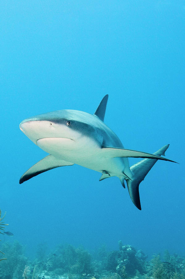 Caribbean Reef Shark Photograph by Michele Westmorland