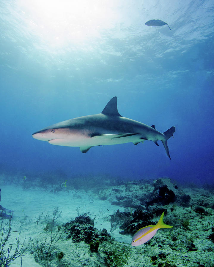 Caribbean Reef Shark Under Sunrays Photograph by Brent Barnes