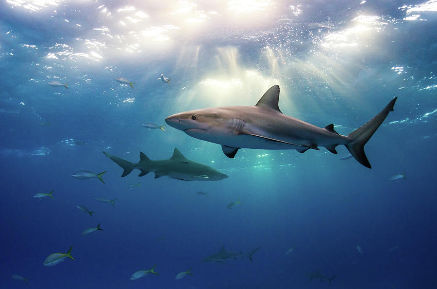 Caribbean Reef Sharks And Sun Rays Photograph by Todd Bretl Photography