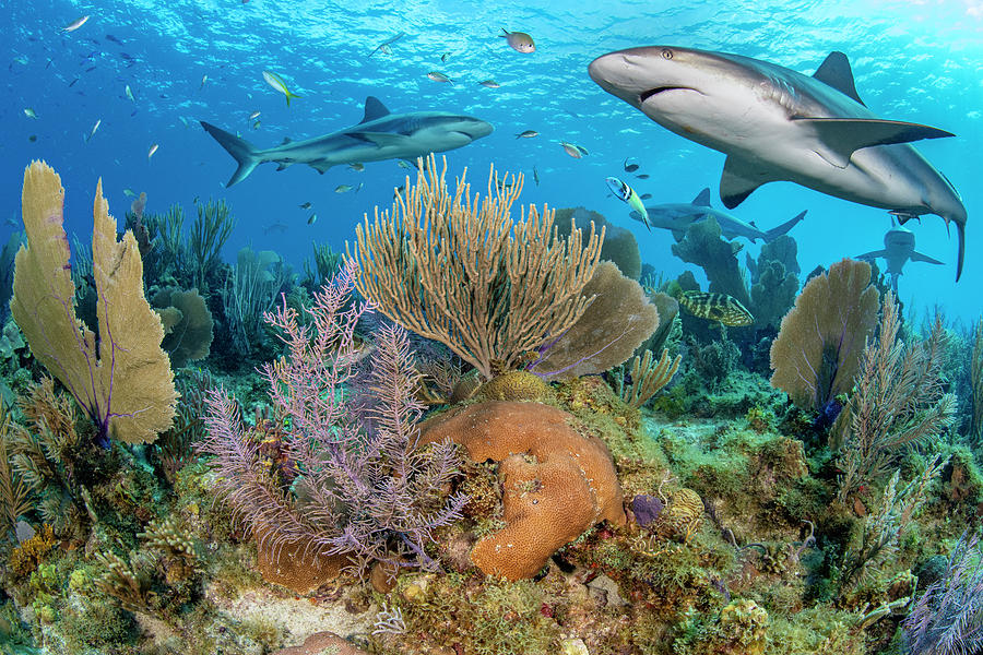 Caribbean Reef Sharks Over A Coral Reef, Cuba, Caribbean Sea Photograph ...