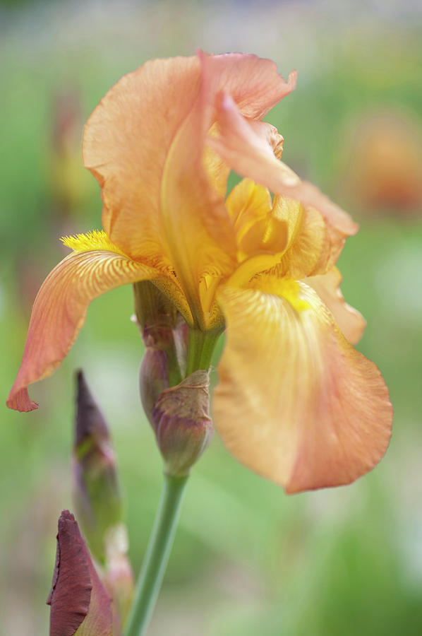 Caribbean Treasure. The Beauty Of Irises Photograph by Jenny Rainbow