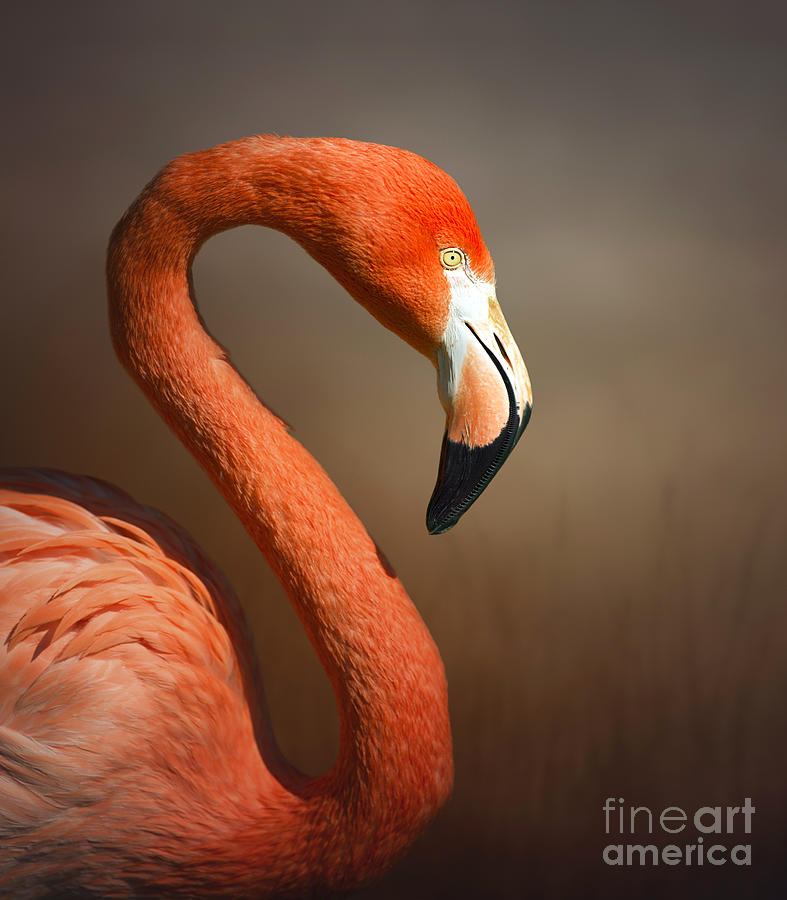 Big Photograph - Caribean Fllamingo Portrait by Johan Swanepoel Big Photograph - Caribean Fllamingo Portrait by Johan Swanepoel