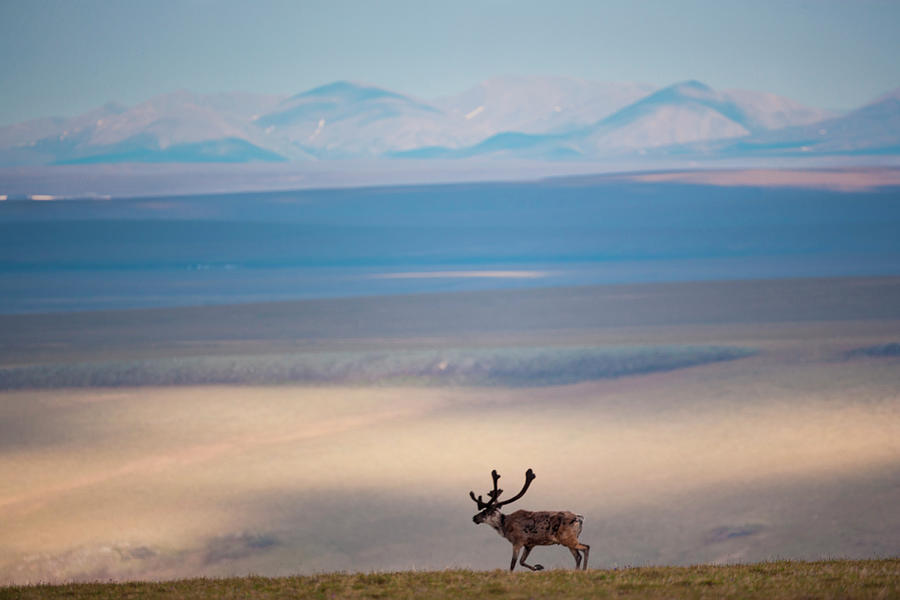 Caribou, Arctic National Wildlife Photograph by Mint Images/ Art Wolfe