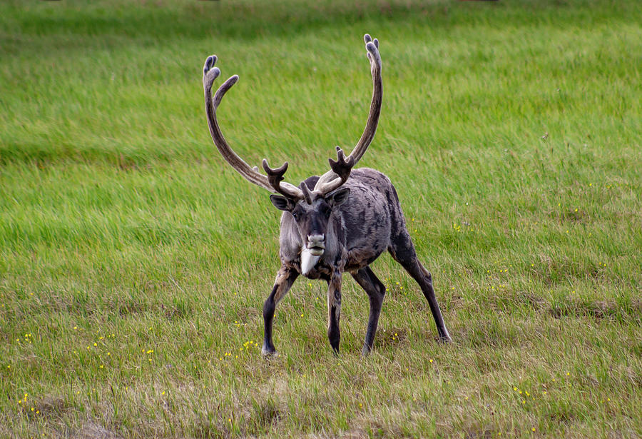 Caribou Buck Photograph