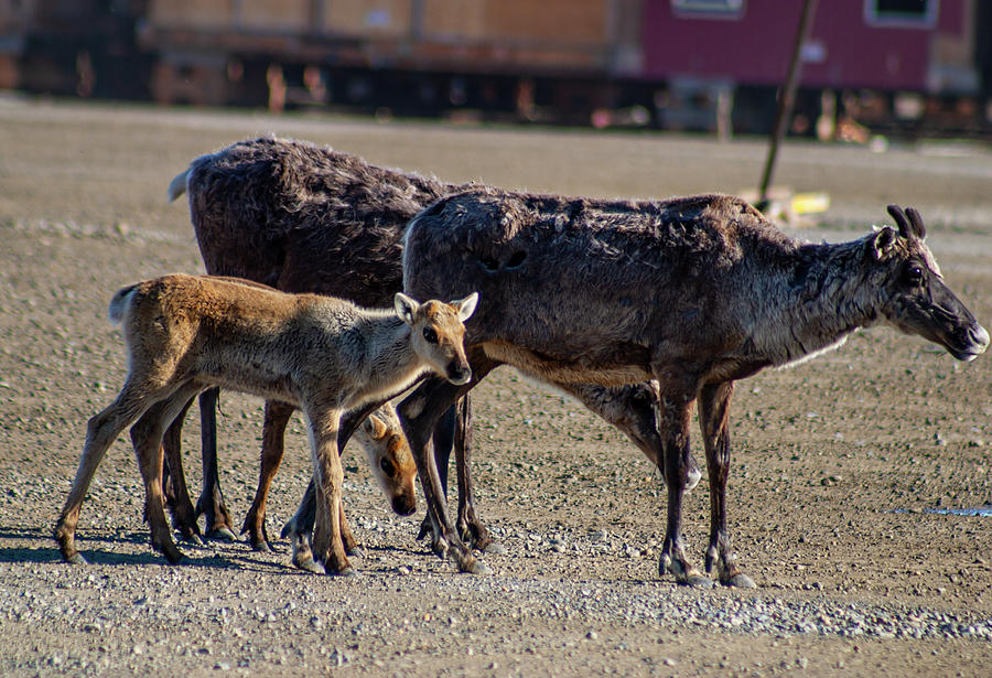 Caribou Fawns with their Mothers Photograph by Anthony Jones