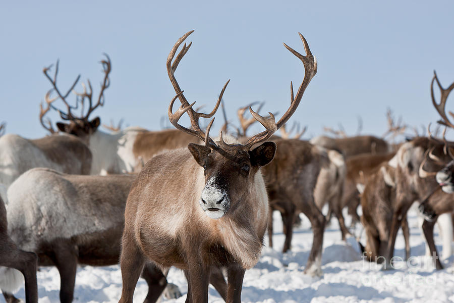 Deer Photograph - Caribou Group On Pastures by Sergey Krasnoshchokov