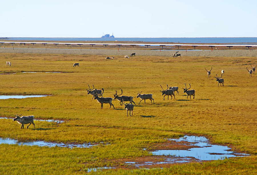 Caribou Herd on the Tundra Photograph by Anthony Jones