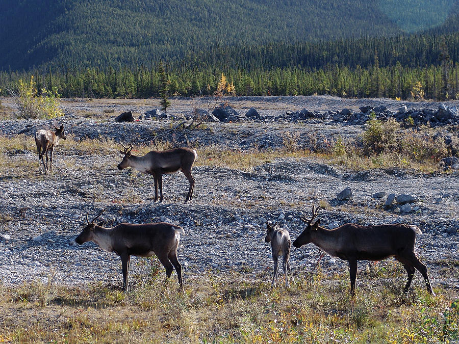 Caribou Herd 2009091703497 Photograph by Robert Braley