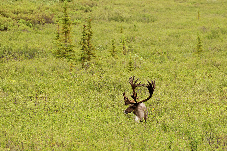 Caribou In Field Photograph by John Elk