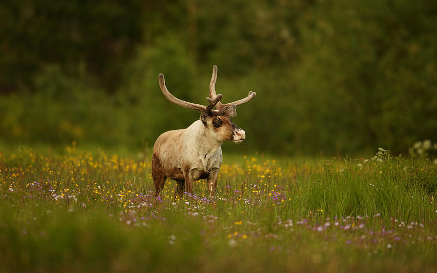 Caribou In Grass Land Photograph by Assaf Gavra
