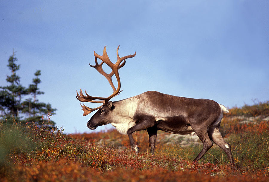 Caribou Male On Tundra Rangifer Photograph by Nhpa - Fine Art America