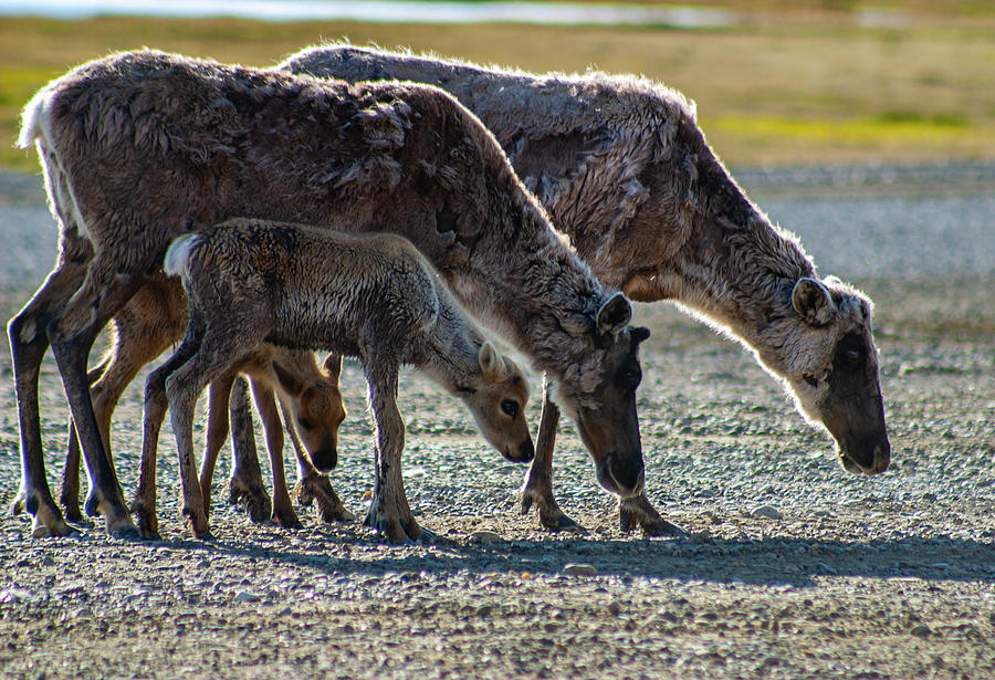 Caribou Moms and Fawns Photograph by Anthony Jones