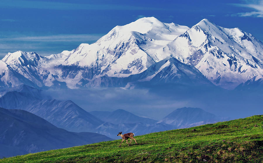 Denali National Park Photograph - Caribou With Mount Denali In The Background by Mountain Dreams