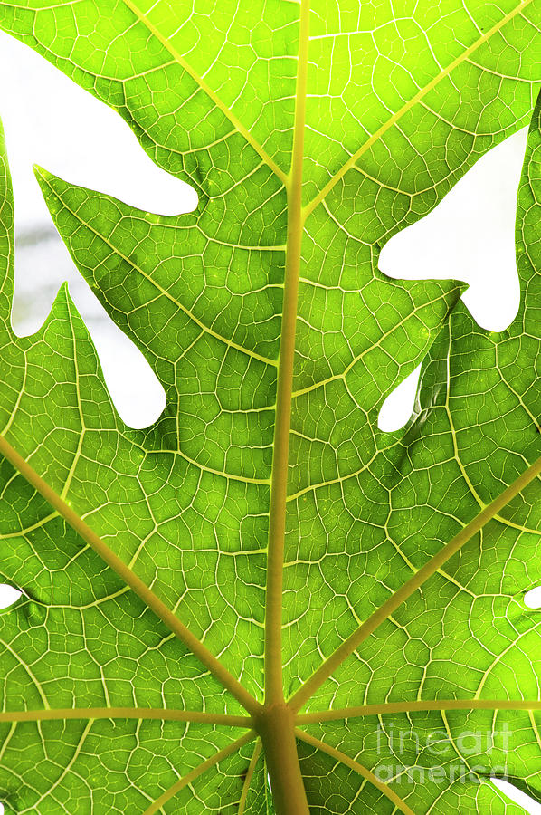 Carica Papaya Tree Leaf Abstract Photograph by Tim Gainey