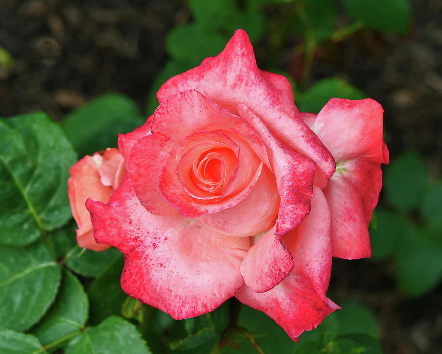 Carina Hybrid Tea Rose Photograph by Allen Beatty