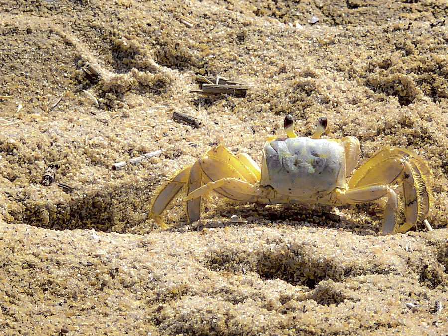 Ghost Crab - Outer Banks, NC Photograph by Lora J Wilson