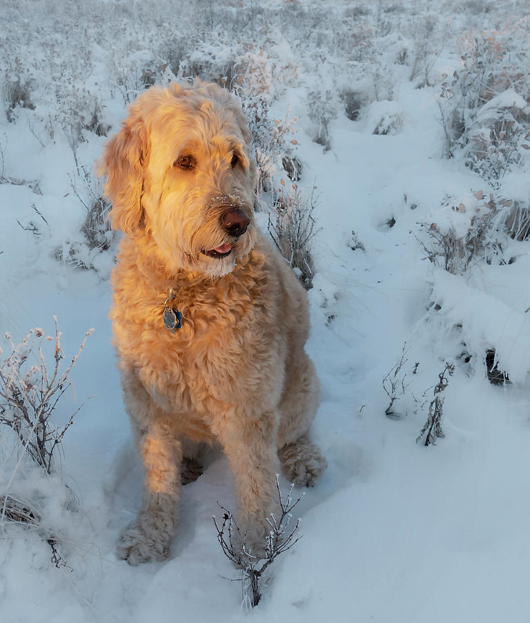 Winter Photograph - Carley in the Golden Hour by Phil And Karen Rispin