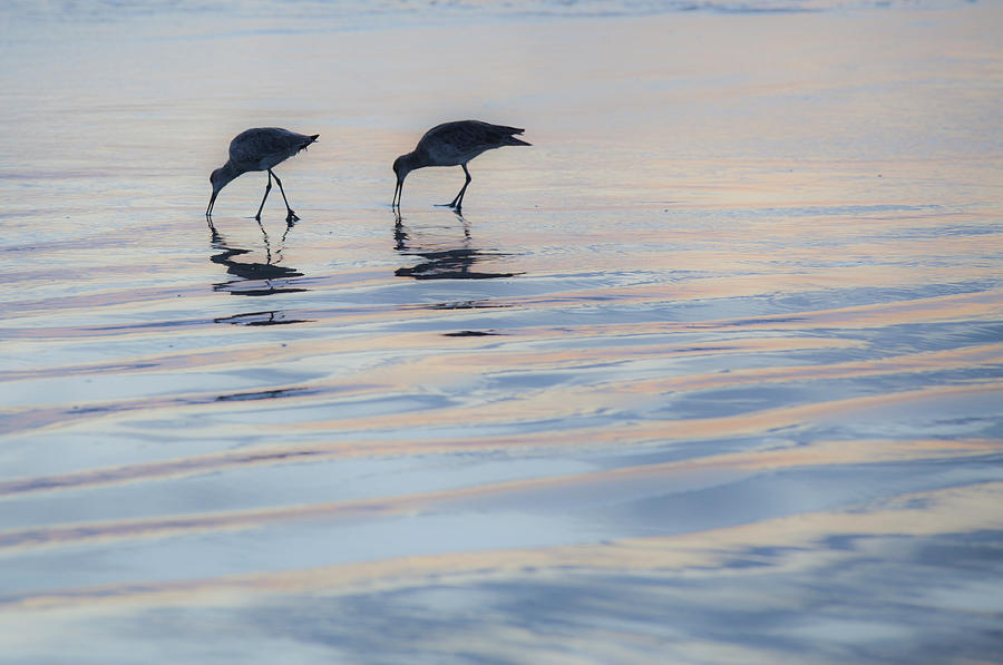 Carlsbad Beach Sandpipers Photograph by Catherine Walters