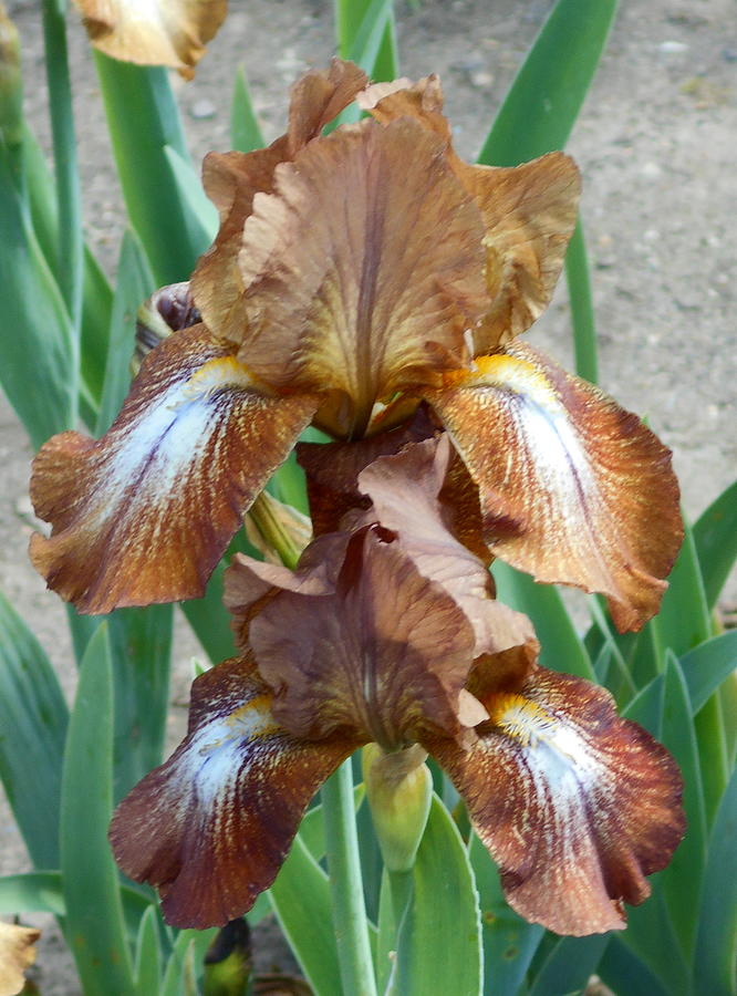 Carmel Colored Iris by Barbara Keith Carmel Colored Iris by Barbara Keith