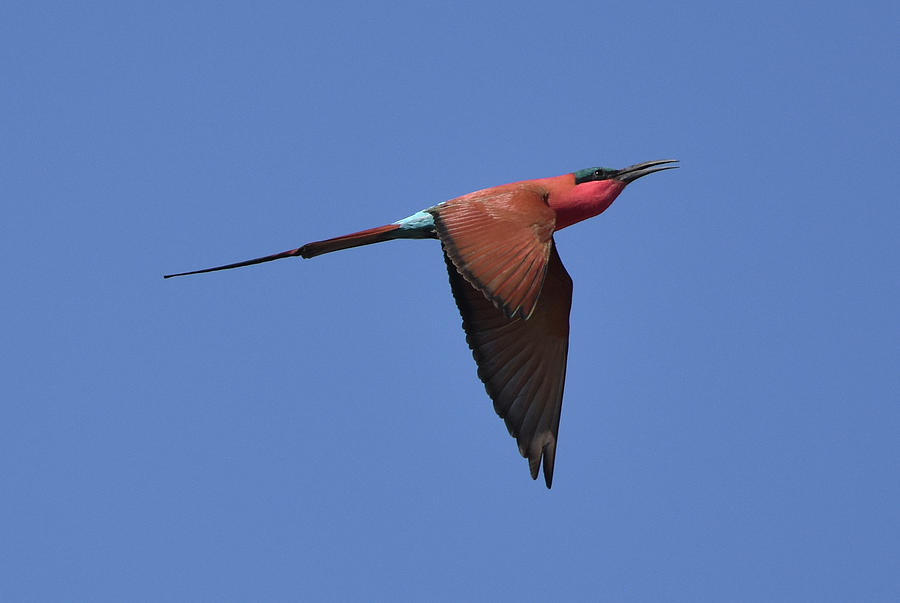 Carmine Bee-Eater Photograph by Ben Foster