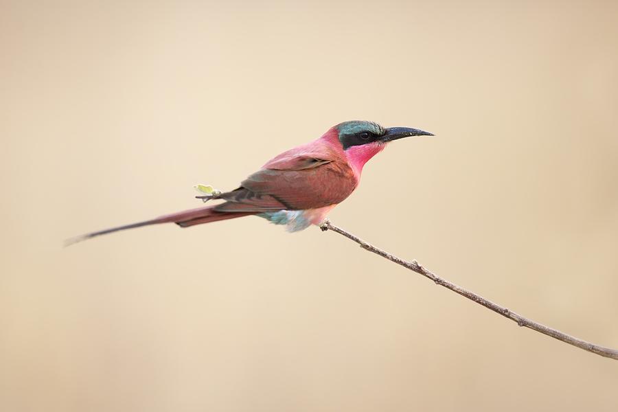 Bird Photograph - Carmine Bee-eater by Marco Pozzi Bird Photograph - Carmine Bee-eater by Marco Pozzi