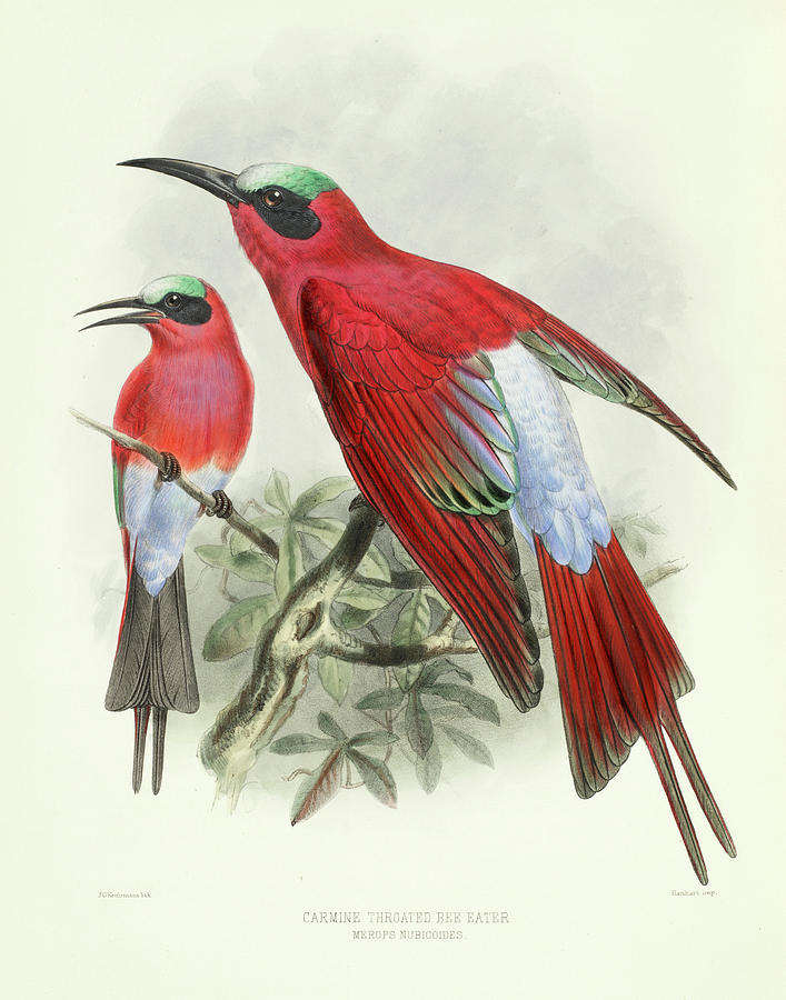 Feather Painting - Carmine throated bee eater by Henry Eeles Dresser