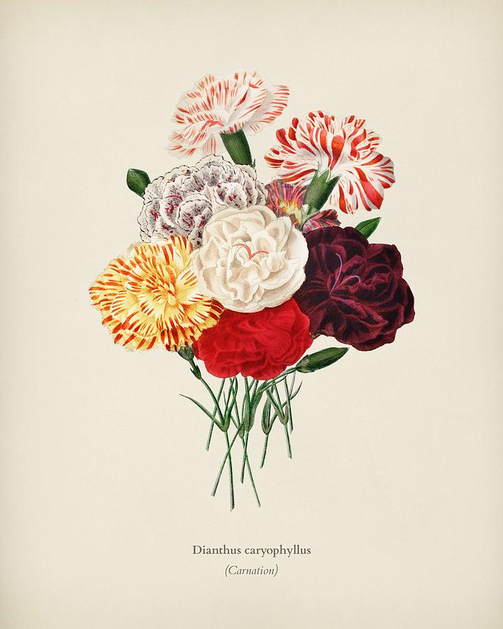 Carnation Dianthus caryophyllus illustrated by Charles