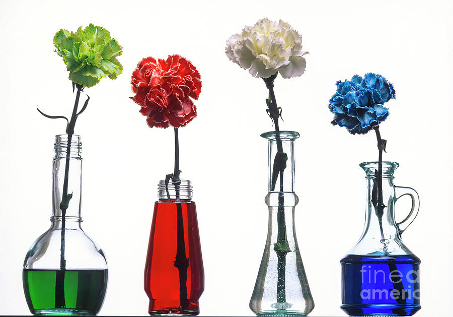 Carnation Flowers Dyed With Food Colouring Photograph by Martyn F. Chillmaid/science Photo Library