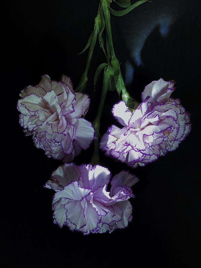 Flower Photograph - Carnation by Kasetsu Yosuji