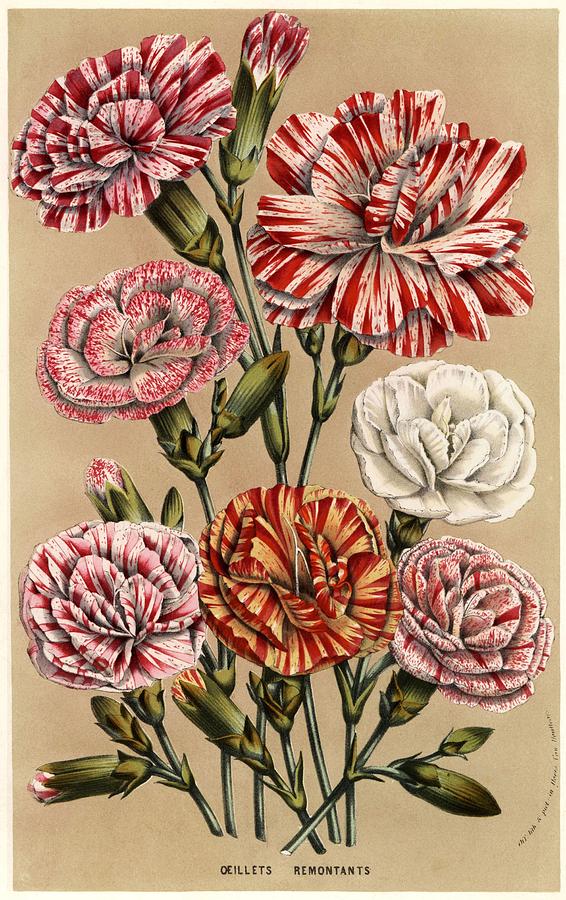 Carnation or clove pink cultivars. Flowers of the Gardens and Hothouses of Europe, Belgium, 1857. Drawing by Album