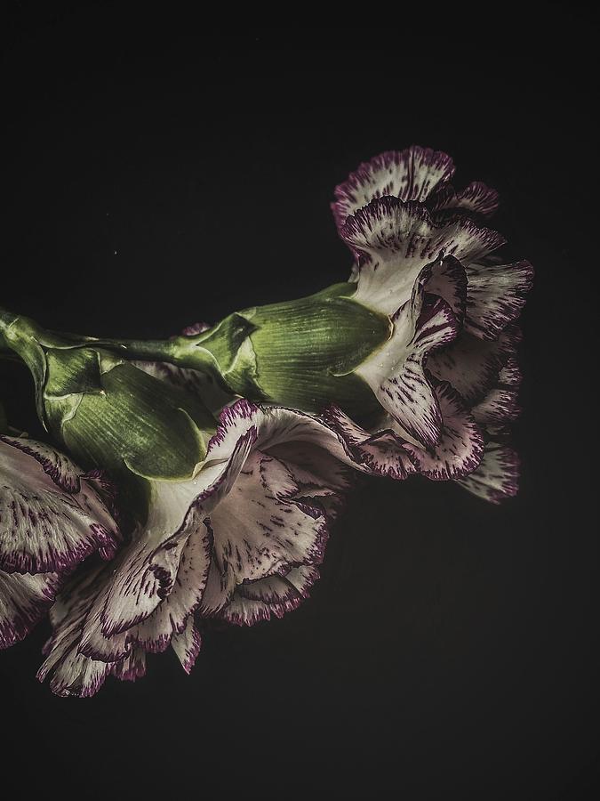 Flower Photograph - Carnations Abstract by Mia Depaola