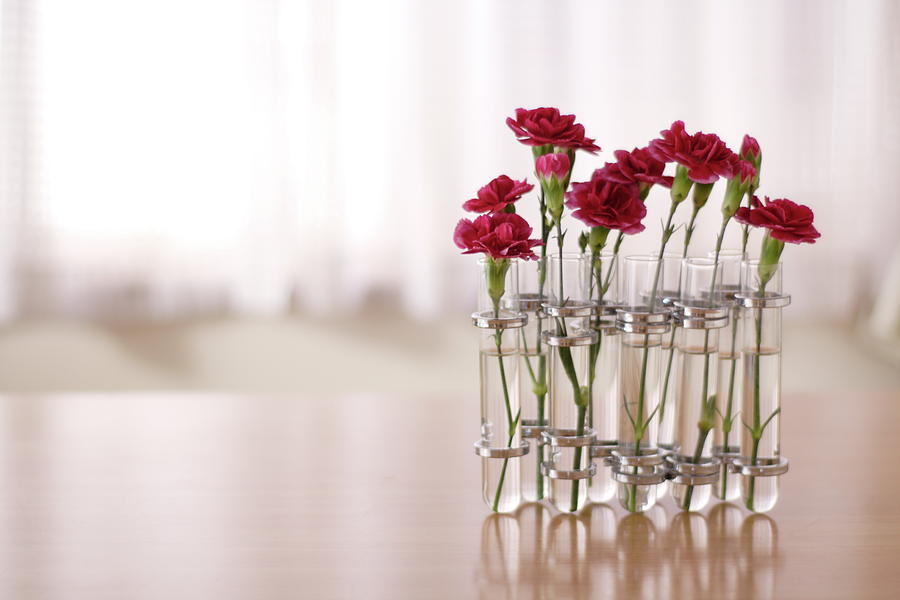 Carnations Flowers Photograph by Fumie Kobayashi