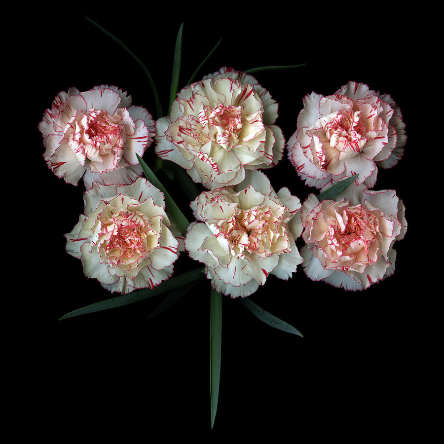 Carnations Photograph by Photograph By Magda Indigo