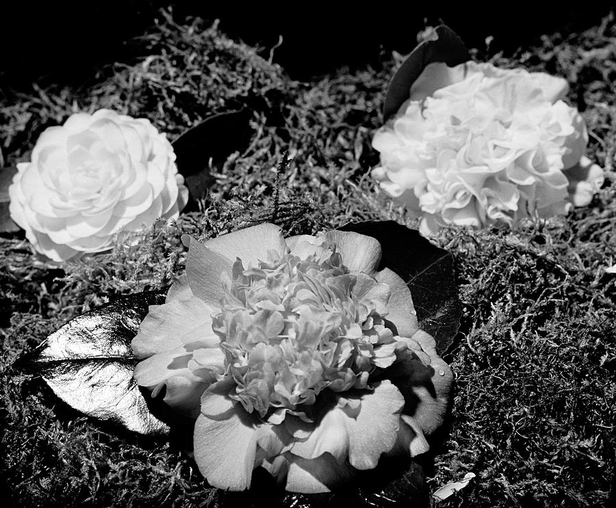 Flowers Still Life Photograph - Carnelias by J.R. Eyerman