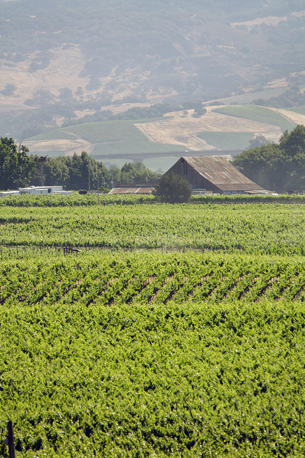 Carneros Valley Summer Photograph by Yinyang