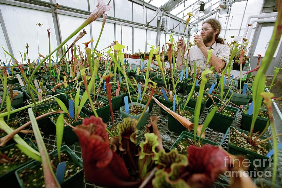 Nature Photograph - Carnivorous Plant Research by Quincy Russell, Mona Lisa Production/science Photo Library