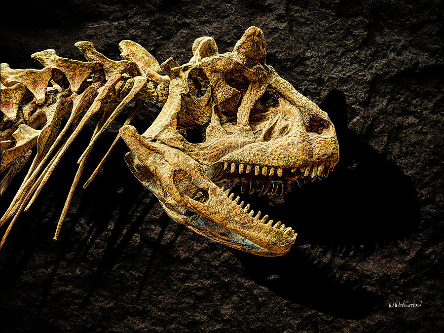 Carnotaurus skull 2 Photograph by Weston Westmoreland