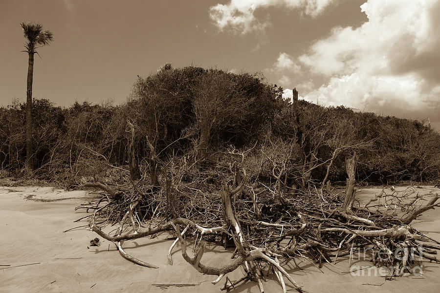 Carolina Beach Deadwood In Sepia Photograph