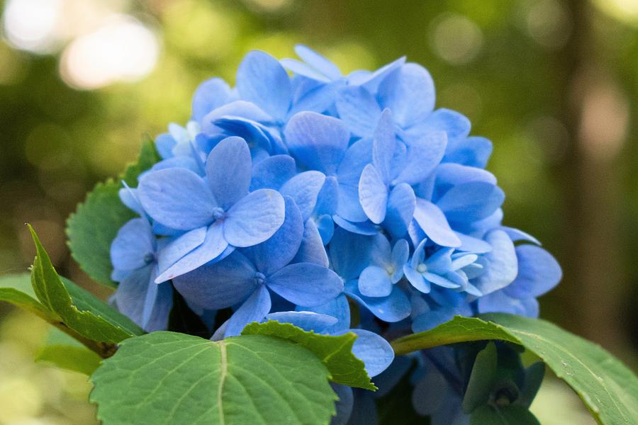 Flower Photograph - Carolina Blue Perfection by Mary Ann Artz