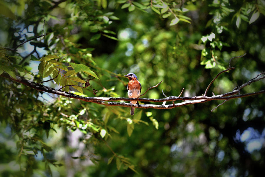 Carolina Bluebird Photograph by Tara Potts - Fine Art America