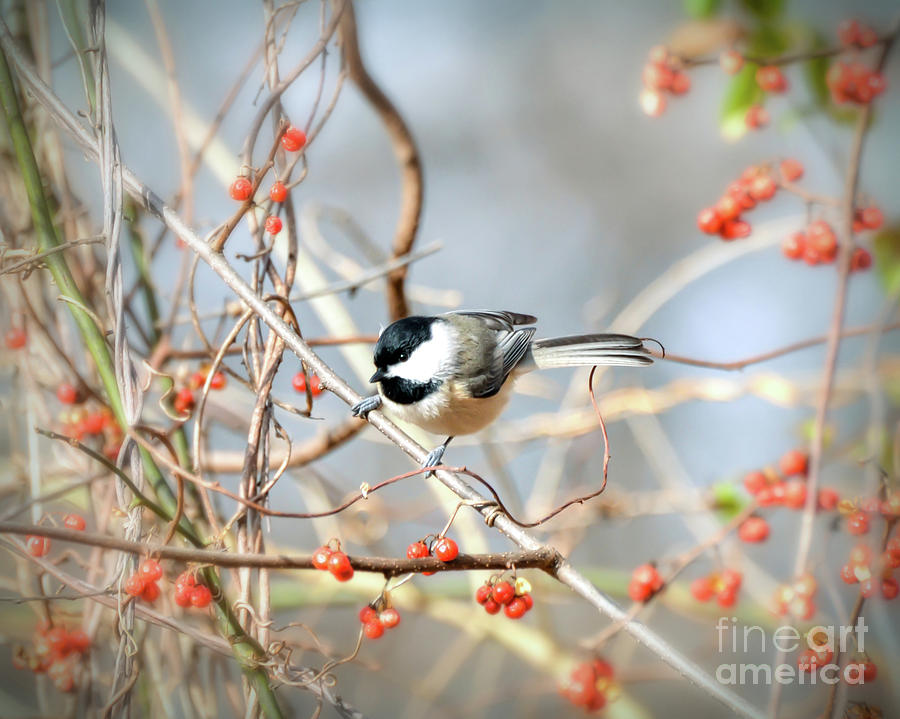 Carolina Chickadee - Bird in the Berries Photograph by Kerri Farley