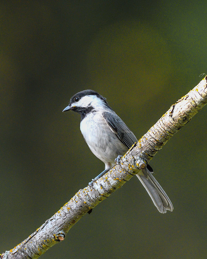 Carolina Chickadee on a branch by Philip Duff Carolina Chickadee on a branch by Philip Duff