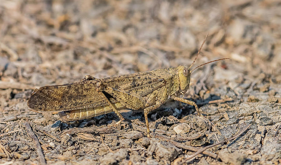 Carolina Grasshopper Photograph by Morris Finkelstein - Pixels