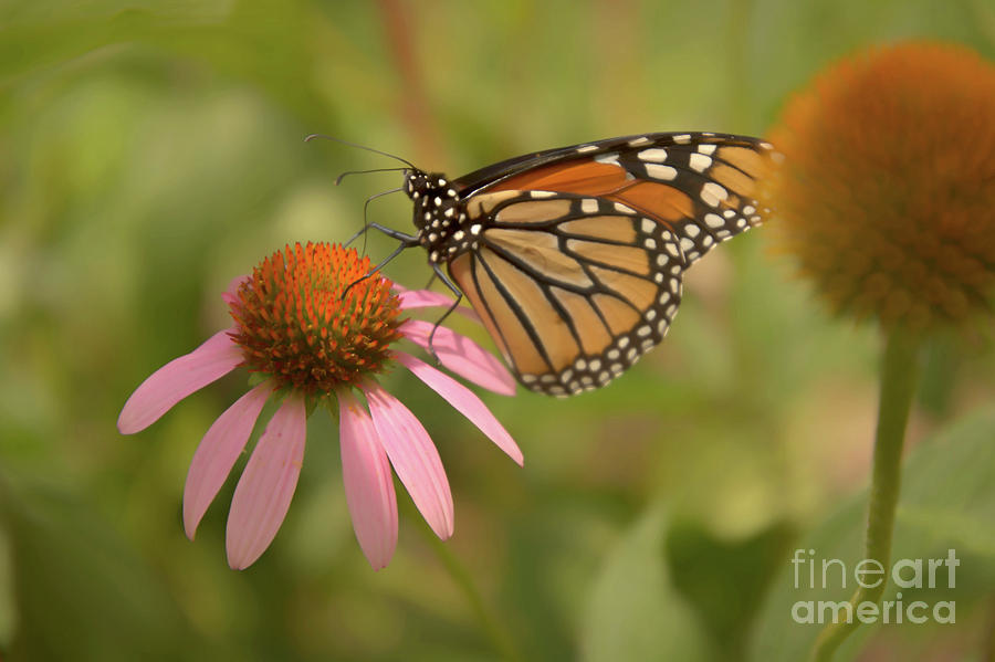 Carolina Monarch by Amy Dundon Carolina Monarch by Amy Dundon