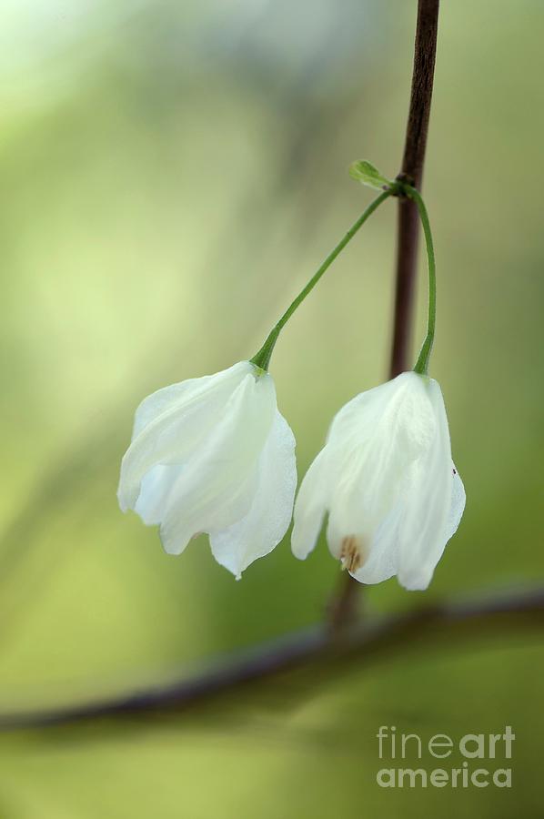 Flower Photograph - Carolina Silverbell (halesia Tetraptera) by Maria Mosolova/science Photo Library