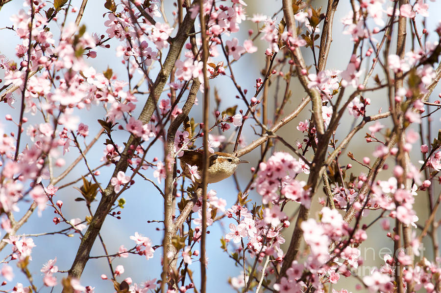 Carolina Wren in Spring Flowers by Rachel Morrison Carolina Wren in Spring Flowers by Rachel Morrison