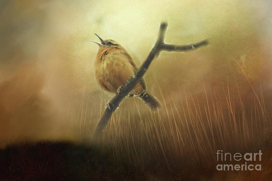 Bird Photograph - Carolina Wren Singing for Love  by Peggy Franz