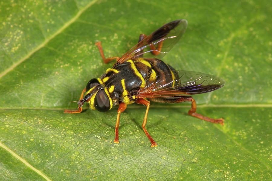 Carolinian Elegant Fly, Wasp-mimic, On Leaf, Philadelphia Photograph by ...