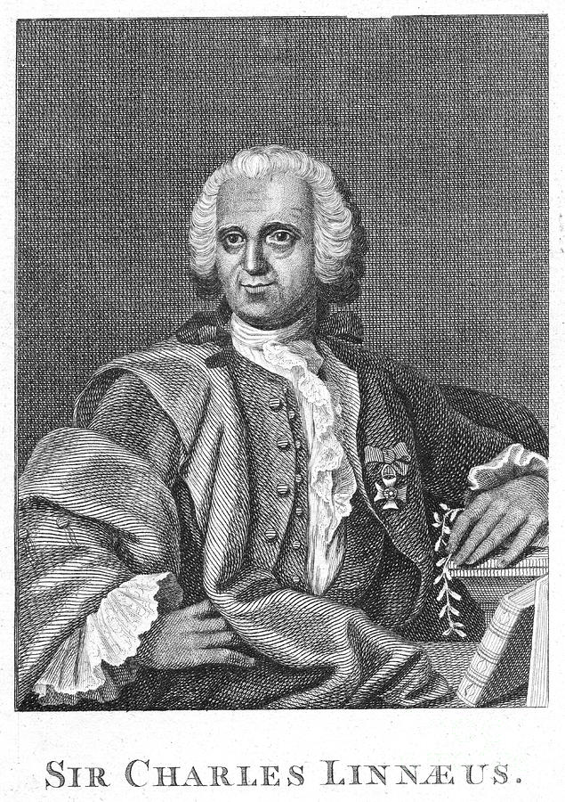 Carolus Linnaeus, 18th Century Swedish Drawing by Print Collector