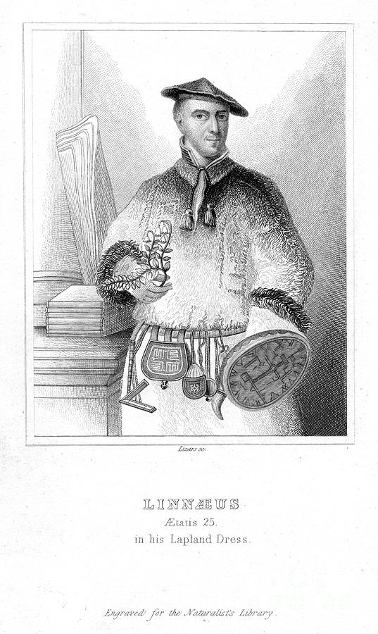 Carolus Linnaeus, Swedish Naturalist Drawing by Print Collector